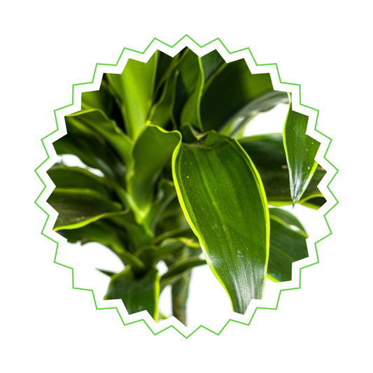 Drachenbaum "Dorado" - ⭥110cm