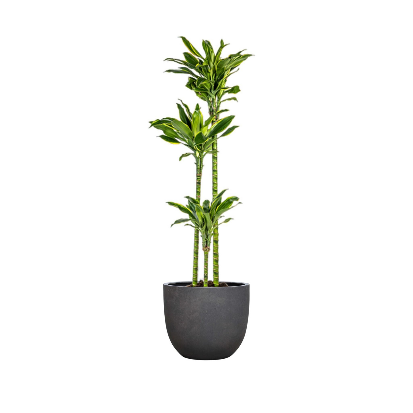 Dracaena Fragrans "Golden Coast" - ⭥140cm