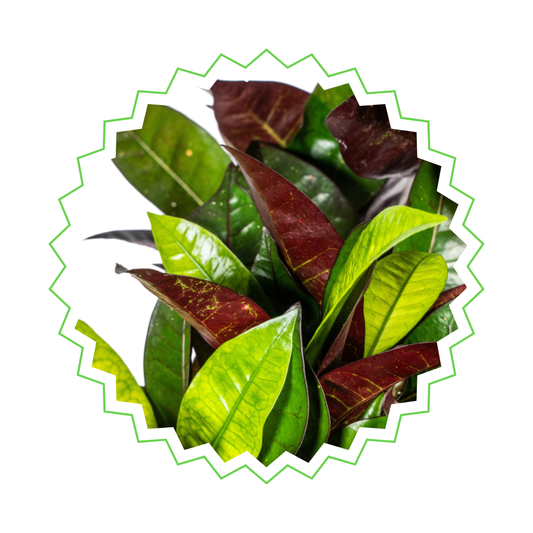 Croton Iceton - "Wunderstrauch" - ⭥70cm