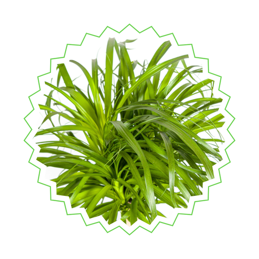 Beaucarnea Recurvata - "Elefantenfuß" - ⭥70cm