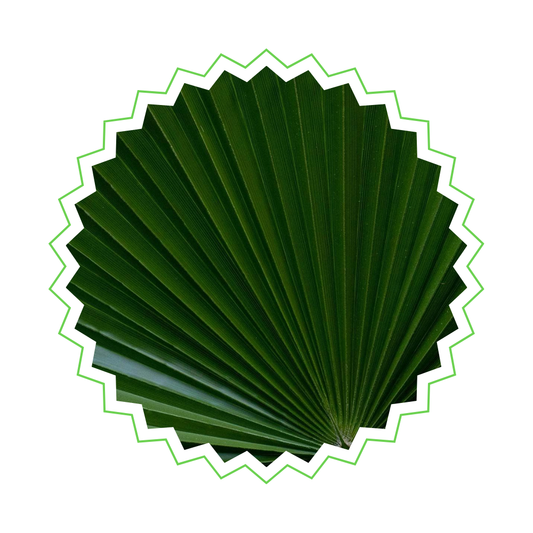 Trachycarpus Fortunei - "Chinesische Hanfpalme" - ⭥140cm