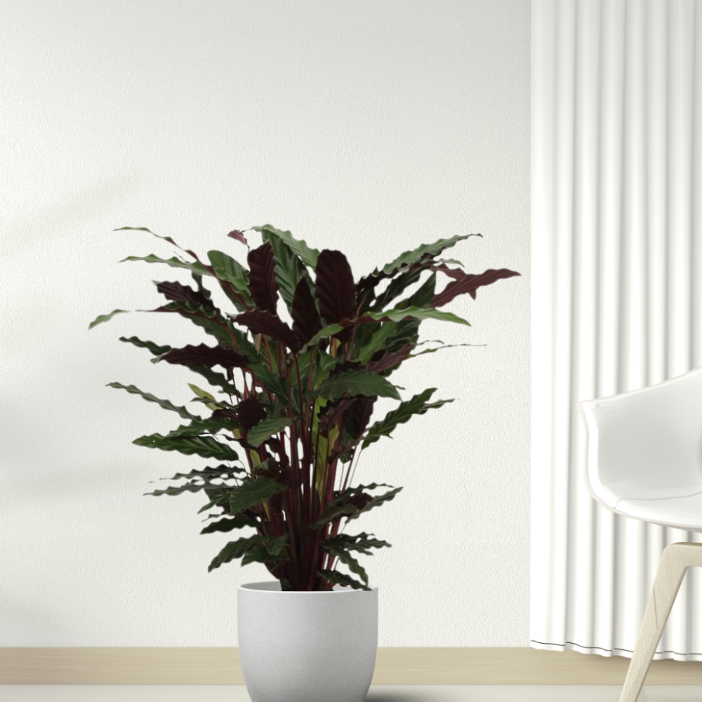 Calathea Wavestar - ⭥80cm