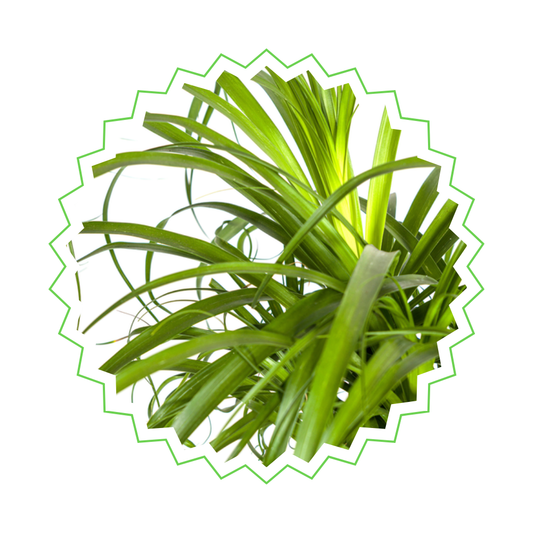 Beaucarnea Recurvata - "Elefantenfuß" - ⭥50cm