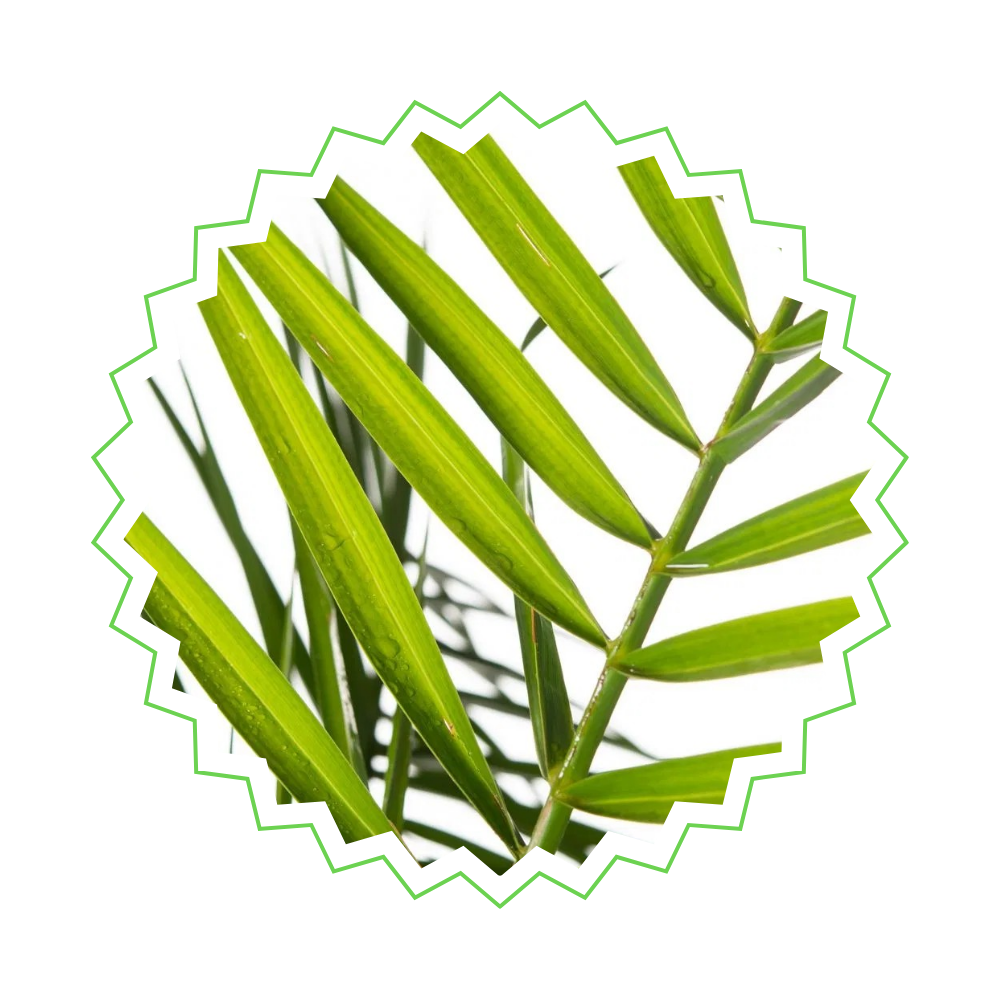 3x Phoenix Canariensis (⭥80cm) - Pflegeleicht