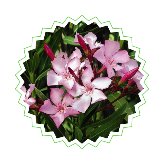 Nerium Oleander mit rosa Blüten - ⭥110cm