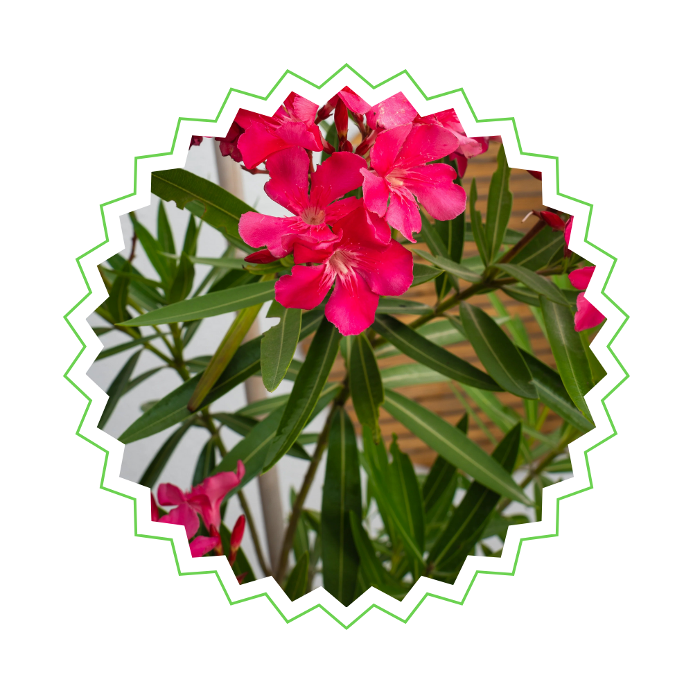 Nerium Oleander mit roten Blüten - ⭥110cm