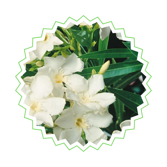 Nerium Oleander mit weißen Blüten - ⭥110cm