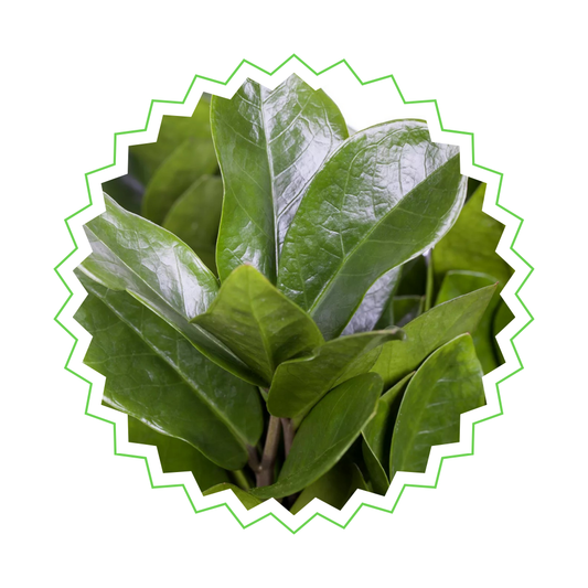 Zamioculcas Zamiifolia - ⭥75cm - mit Pflanztopf ELHO Brussels in Weiß