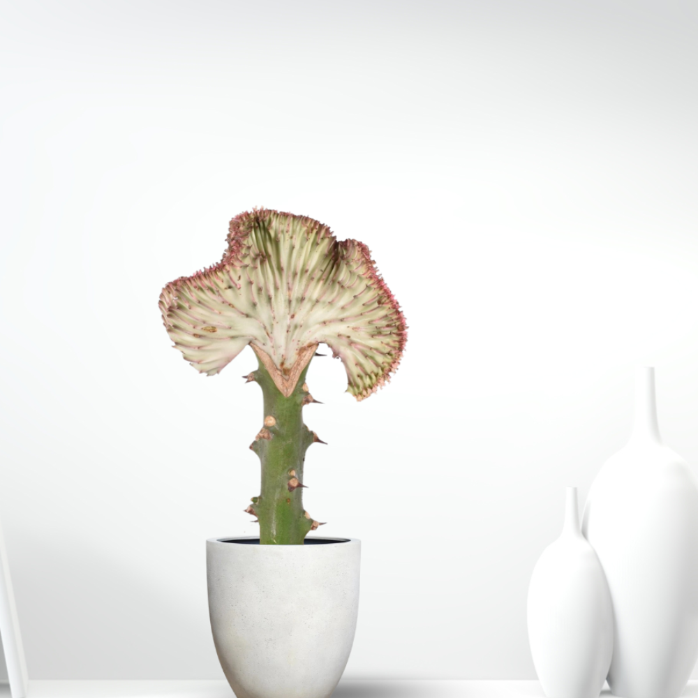 Rote Euphorbia Lactea Cristata - ⭥35cm