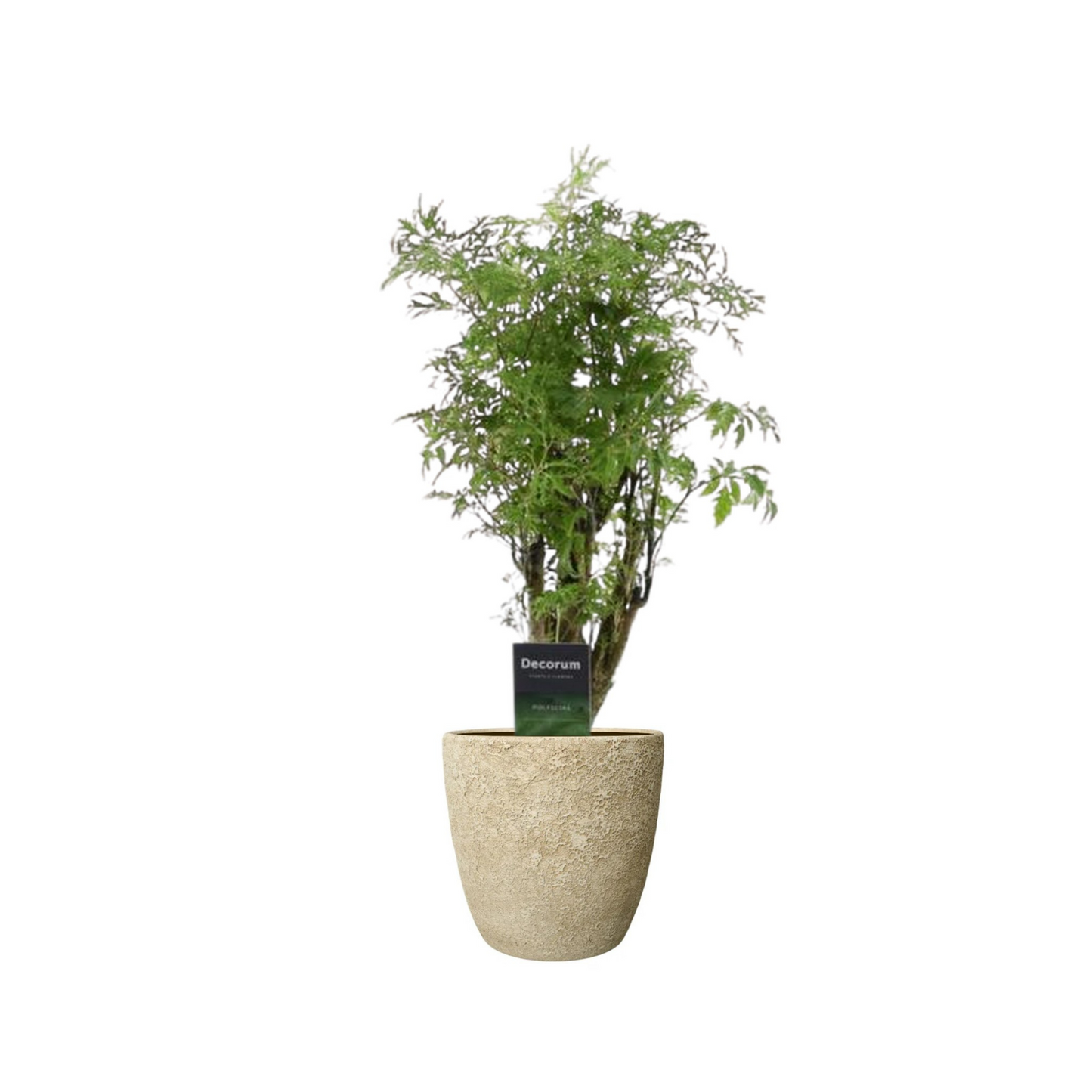 Polyscias Hawaiiana Ming - "Ming-Aralia" - ⭥45cm
