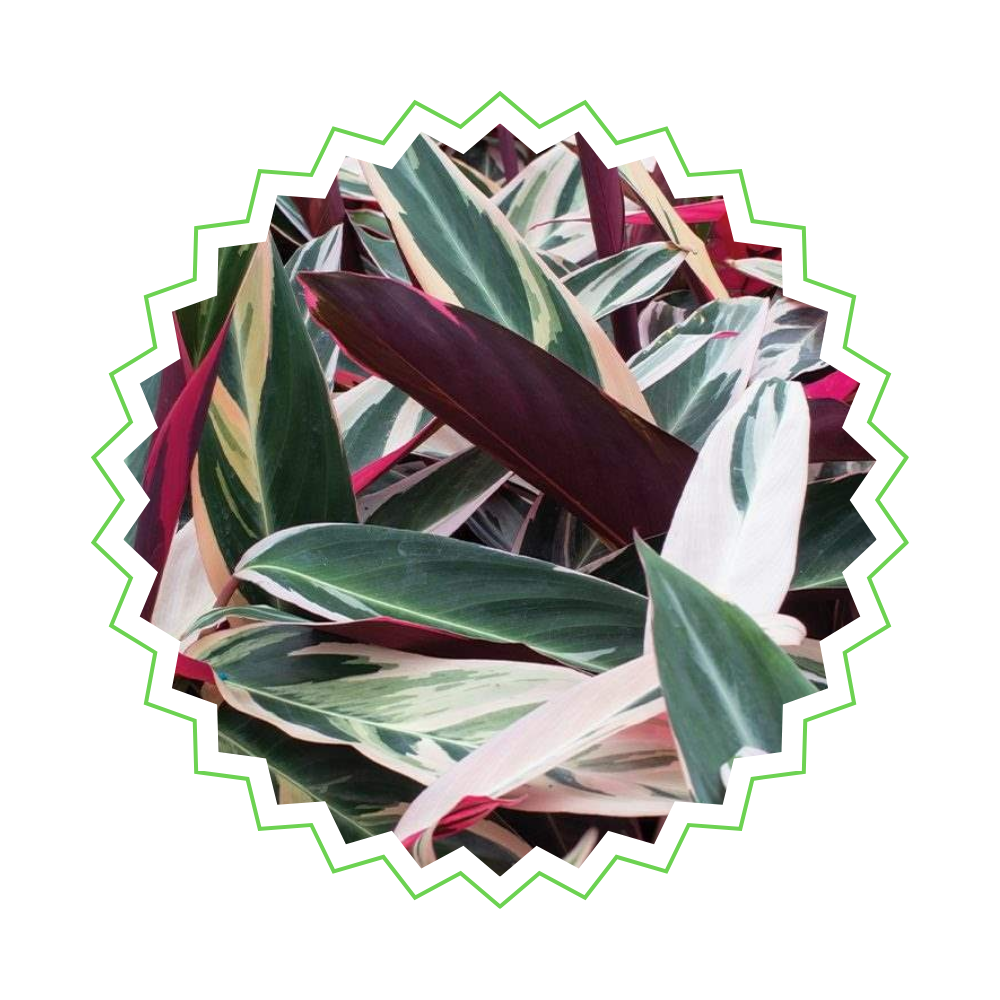 Calathea Triostar - ⭥70cm