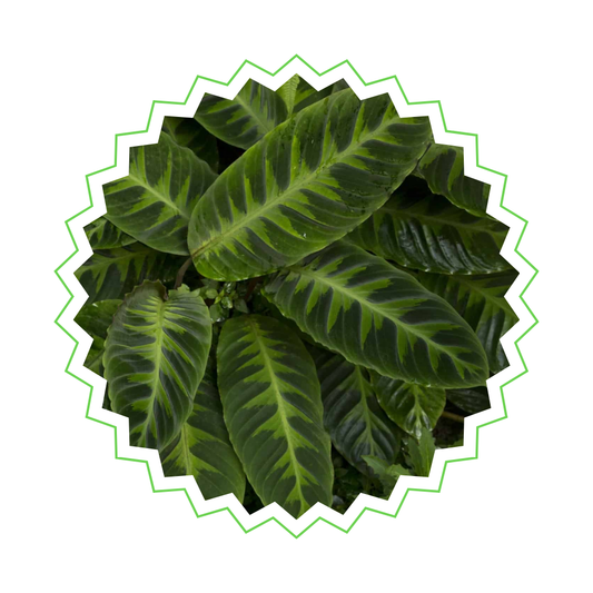 Calathea Warscewiczii - ⭥100cm
