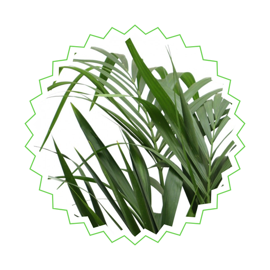 Howea Forsteriana - "Kentia Palme" - ⭥130cm