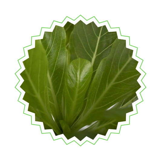 Brighamia Insignis - "Hawaii Palme" - ⭥30cm