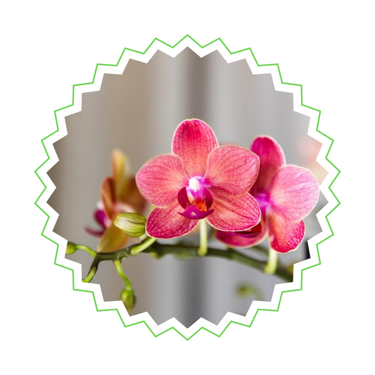 Rote Orchidee "Kongo" - ⭥35cm - mit Ziertopf Diabolo in Cremeweiß