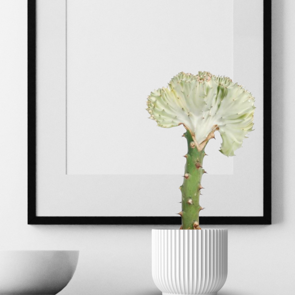 Weiße Euphorbia Lactea Cristata - ⭥35cm
