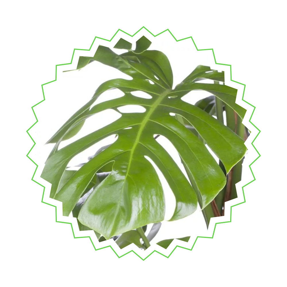 Monstera Pertusum - "Fensterblatt" am Moosstab - ⭥130cm