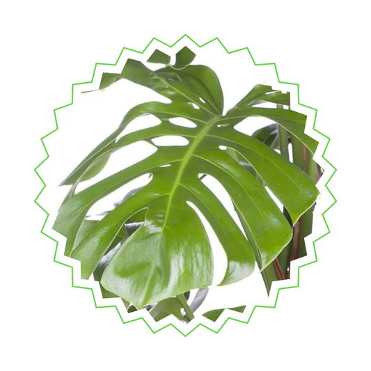 Monstera Pertusum am Moosstab - "Fensterblatt" - ⭥130cm