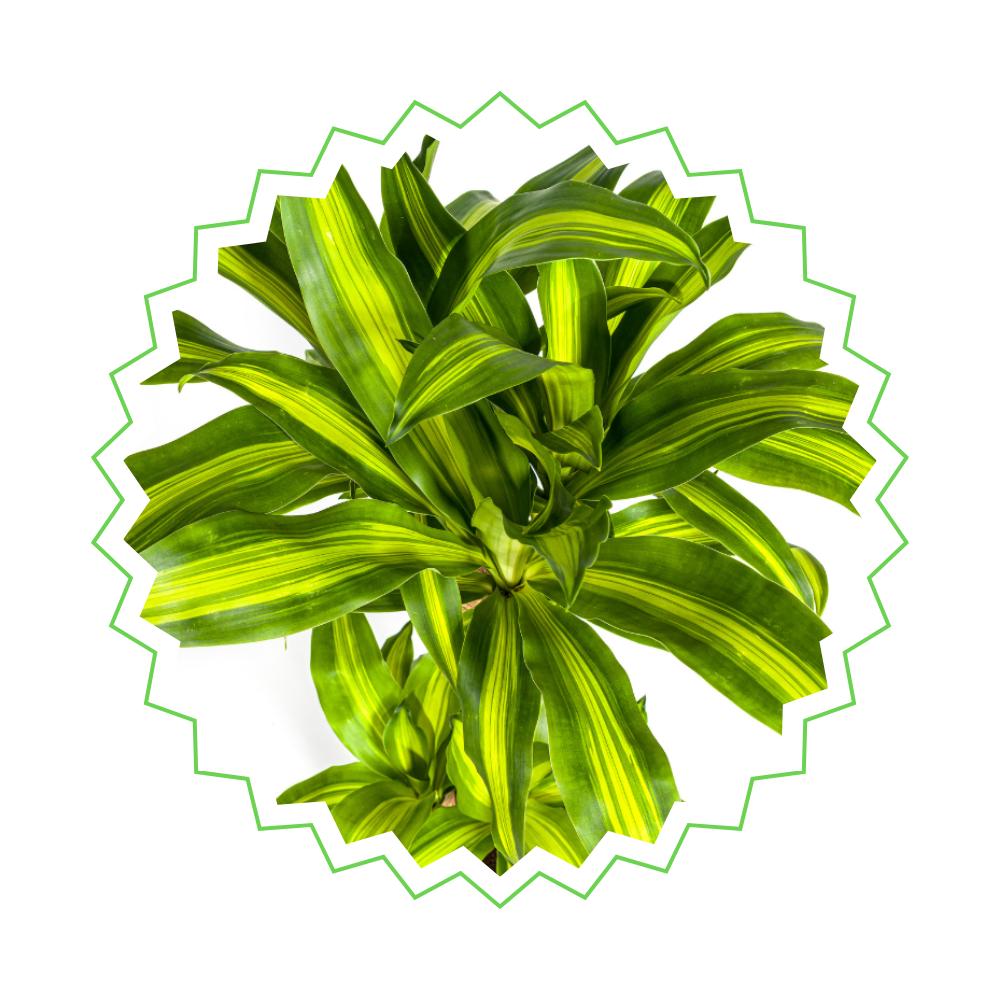 Dracaena Fragrans Massangeana - Drachenbaum - ⭥100cm