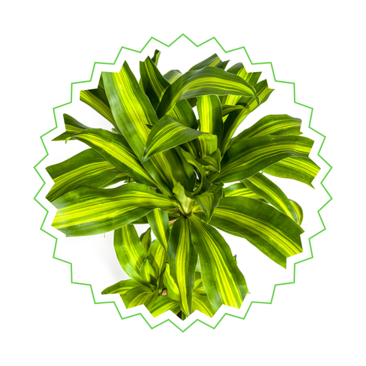 Drachenbaum "Massangeana" - ⭥100cm