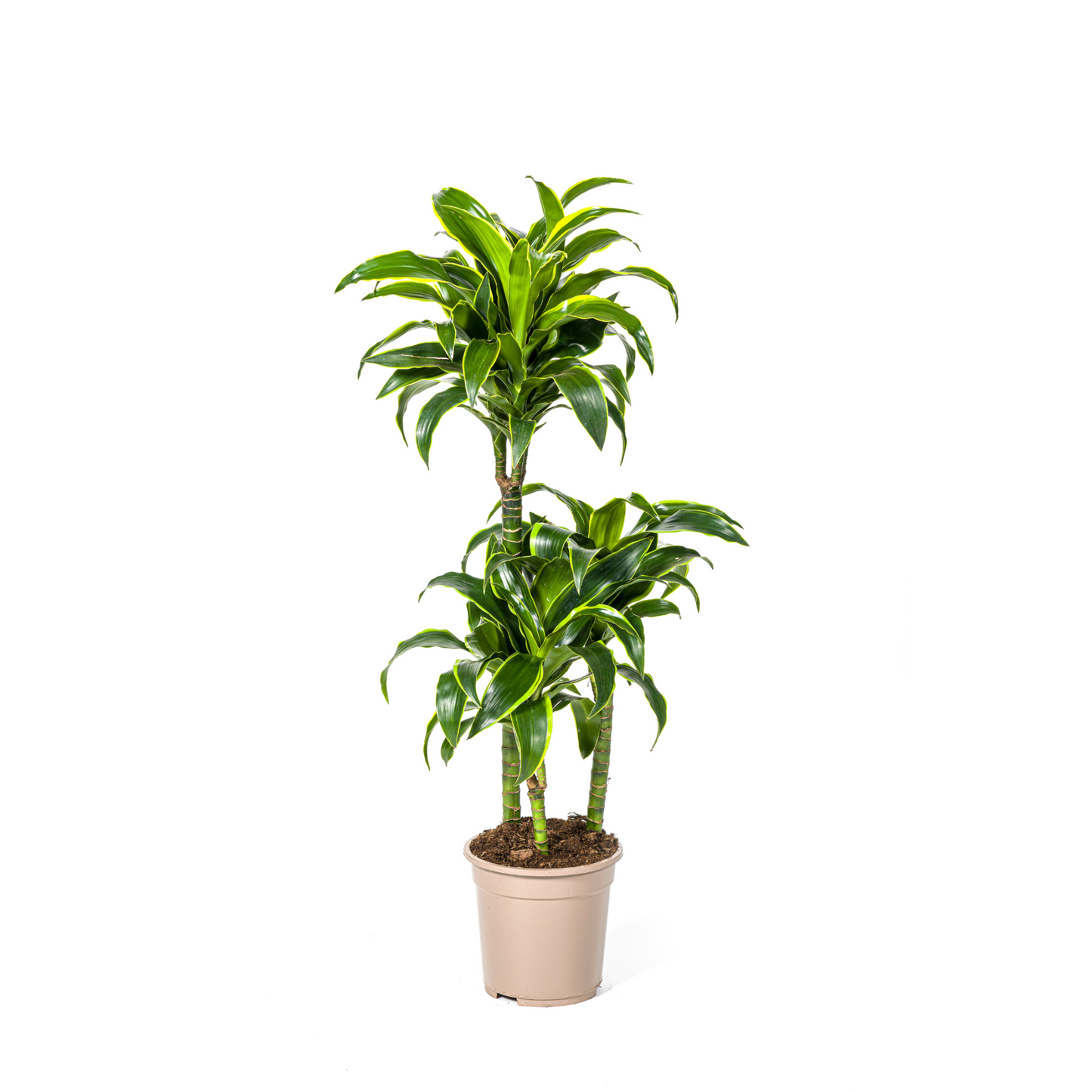 Drachenbaum "Dorado" - ⭥110cm