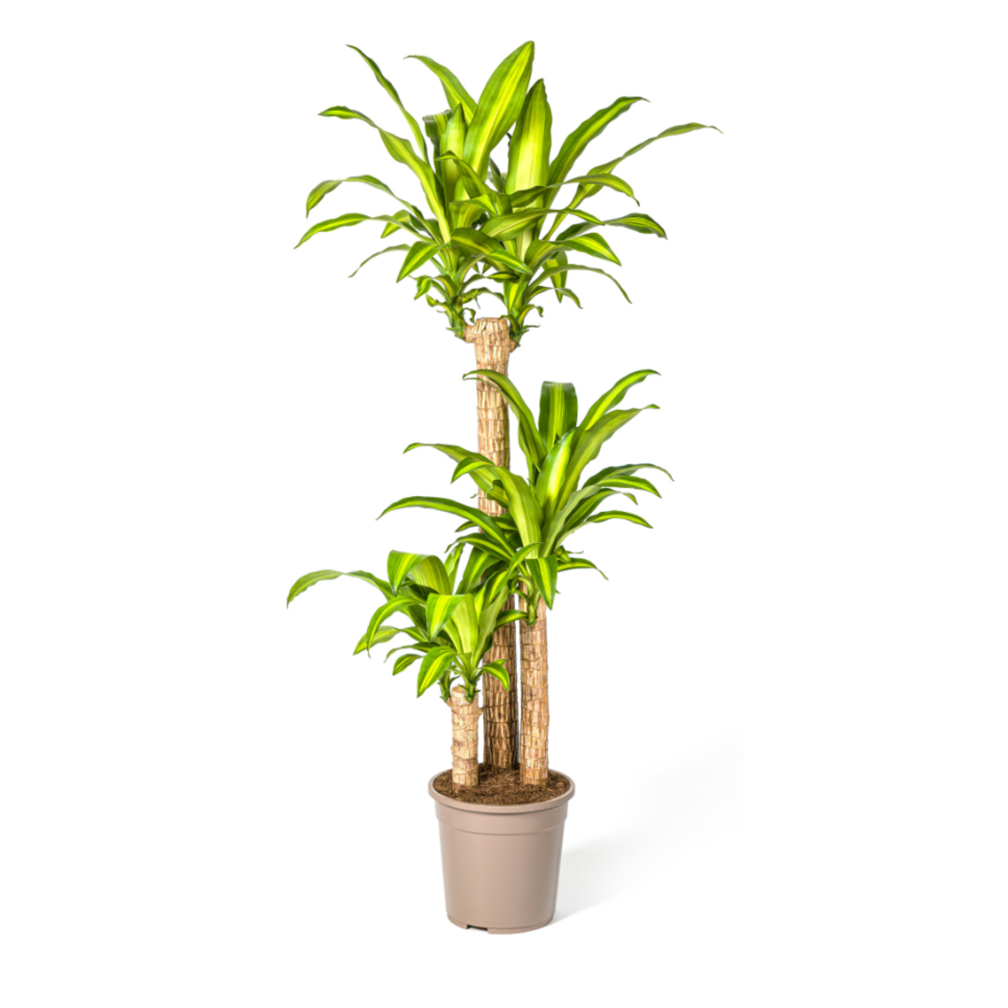 Drachenbaum "Massangeana" - ⭥140cm