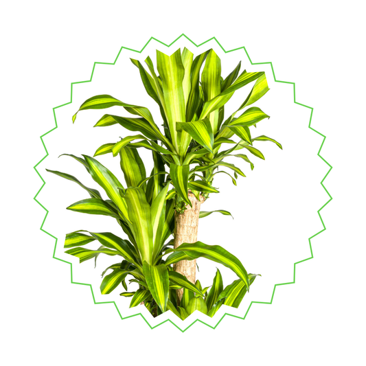 Drachenbaum "Massangeana" - ⭥180cm