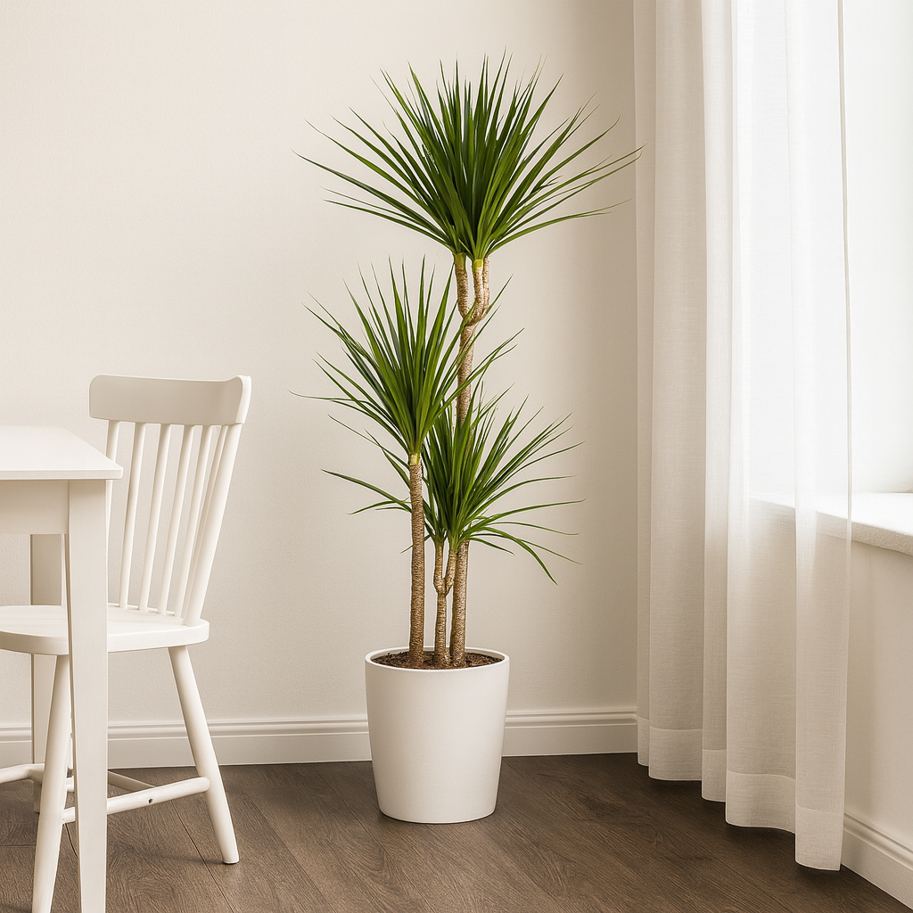 Drachenbaum "Green" 120cm  Green | grtnerfrische Zimmerpflanze kaufen   My Home Plant
