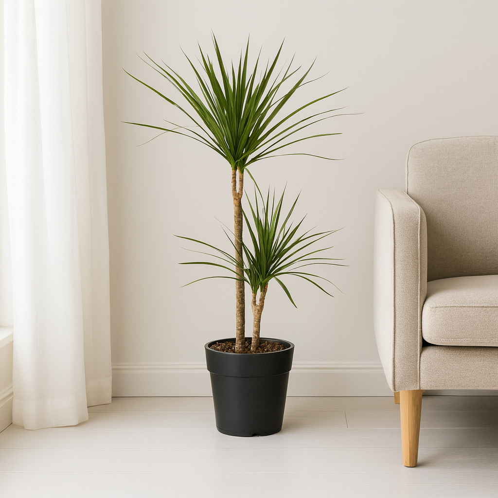 Dracaena Marginata "Green" - ⭥80cm