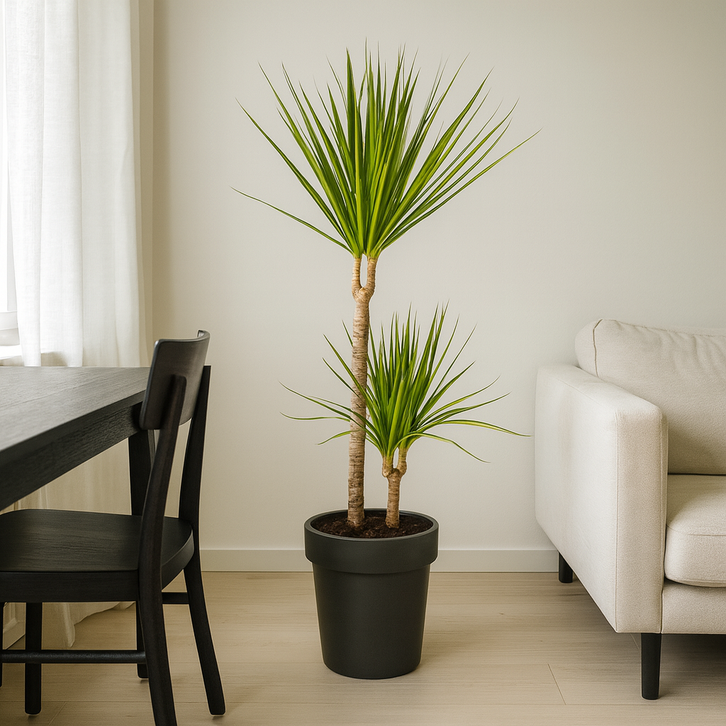 Dracaena Marginata "Sunray" - ⭥90cm