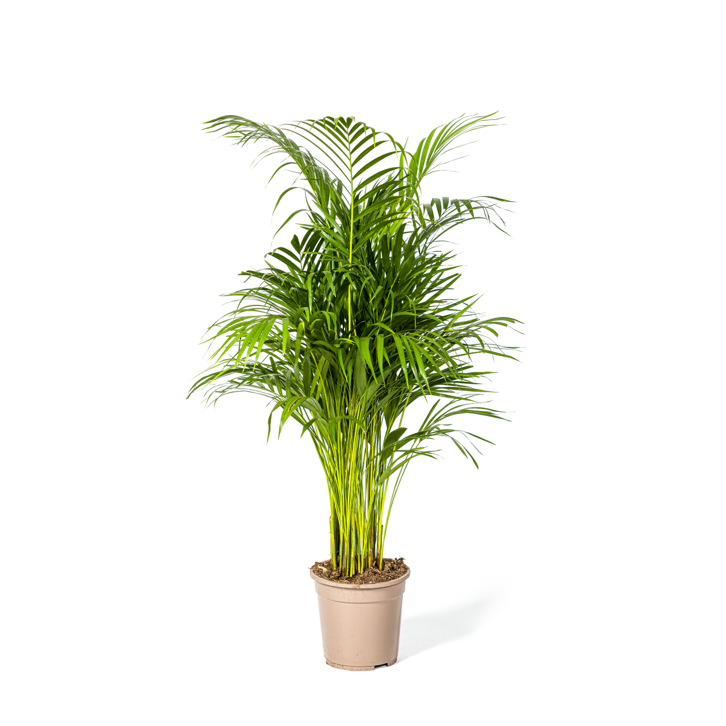 Dypsis Lutescens - "Goldfruchtpalme" - ⭥110cm