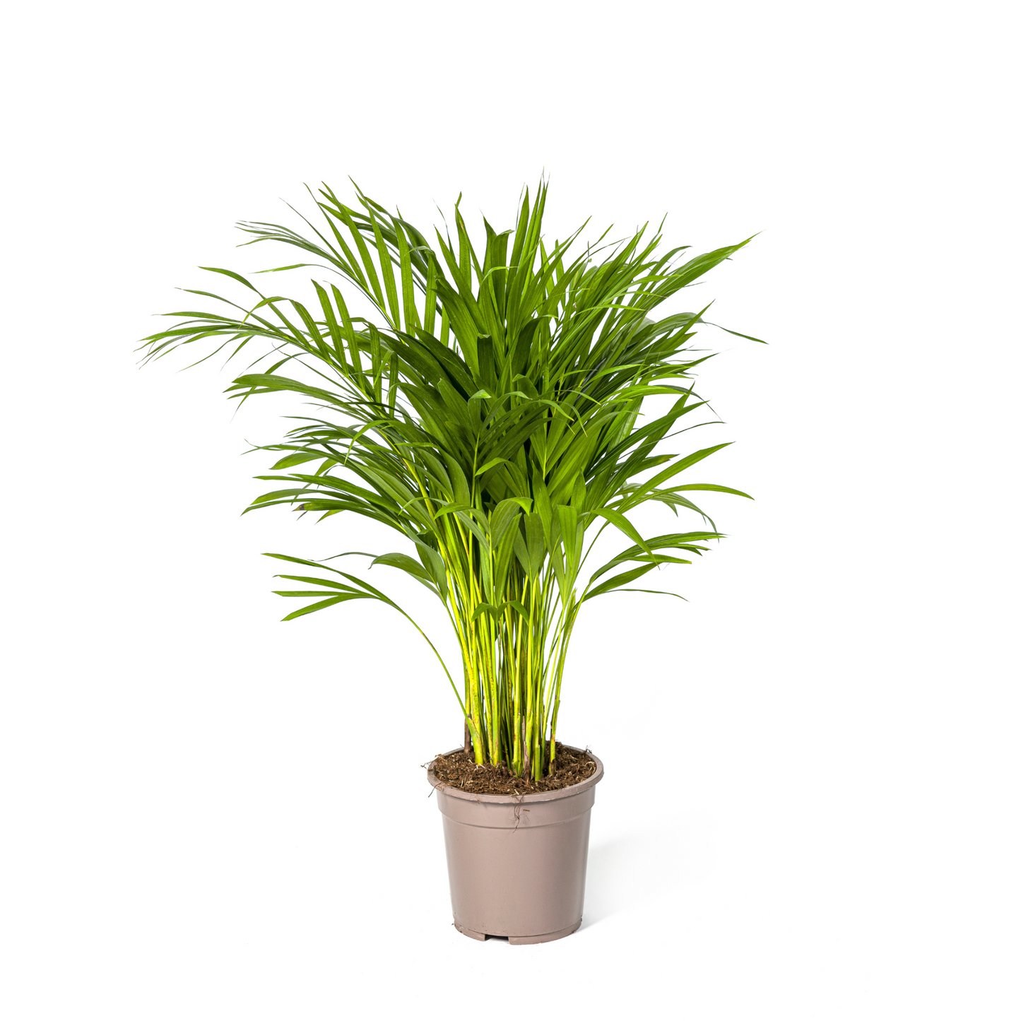 Dypsis Lutescens - "Goldfruchtpalme" - ⭥90cm