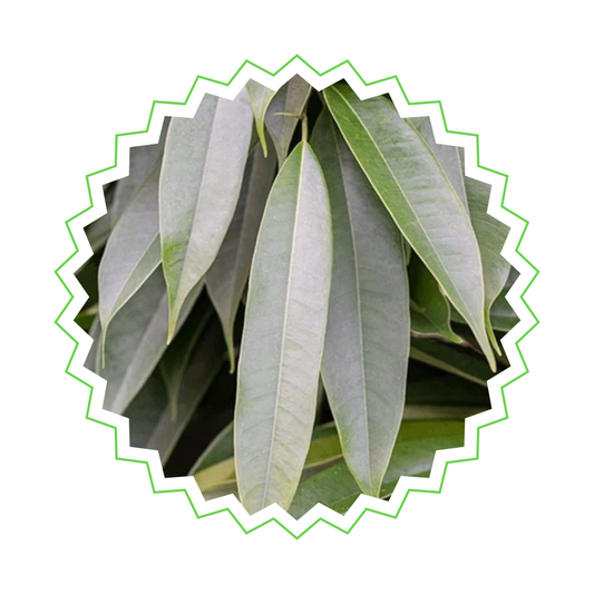 Ficus Amstel King mit geflochtenem Stamm - "Schmalblättriger Ficus" - ⭥130cm