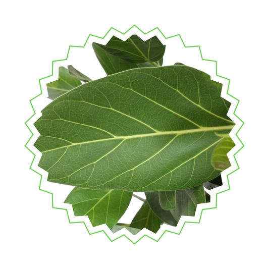 Ficus Benghalensis - "Banyan-Feige" - ⭥150cm