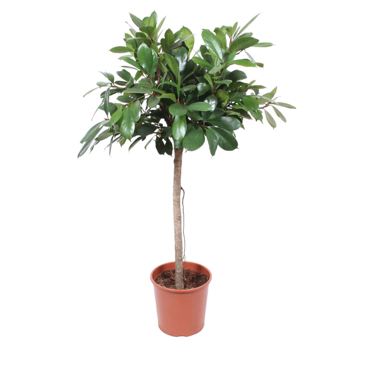 Ficus Cyathistipula - "Afrikanische Feige" - ⭥180cm