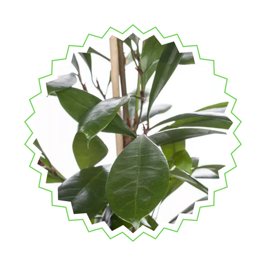Ficus Cyathistipula Strauch - "Afrikanische Feige" - ⭥100cm