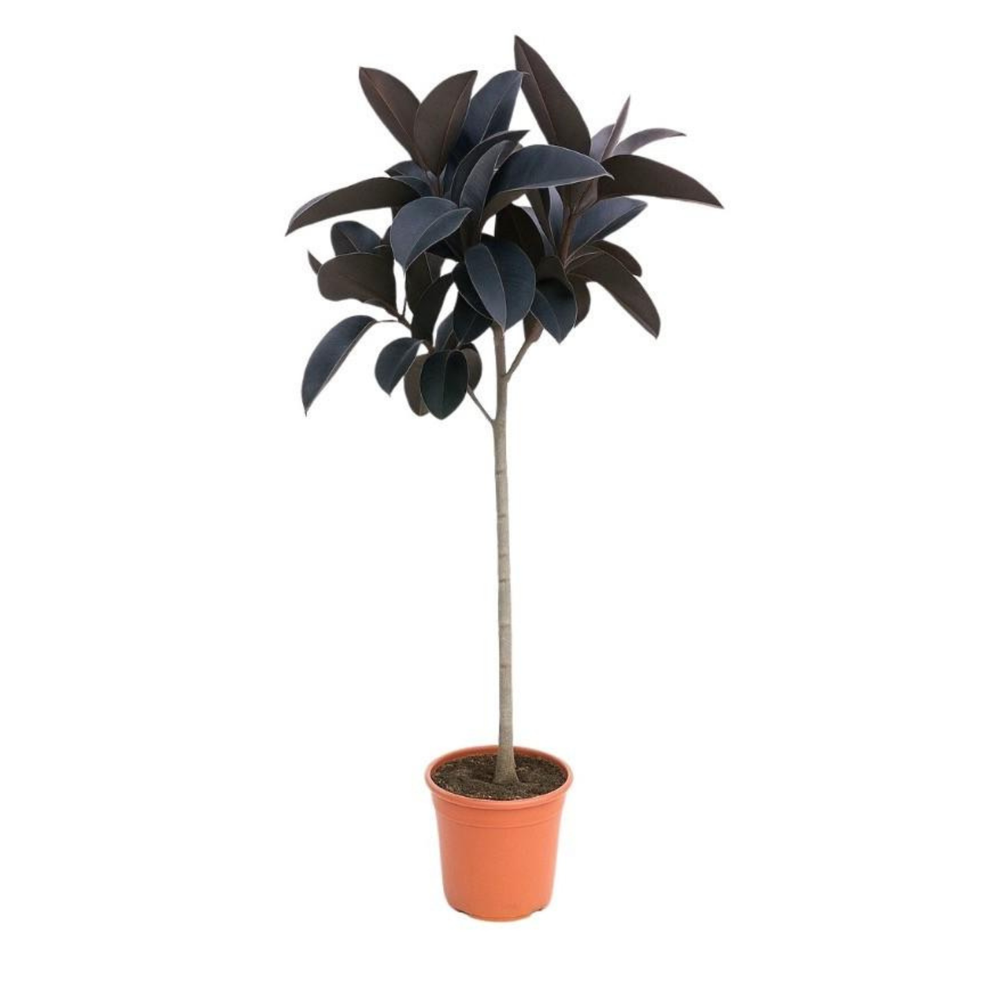 Ficus Elastica Abidjan - "Gummibaum Abidjan" - ⭥130cm