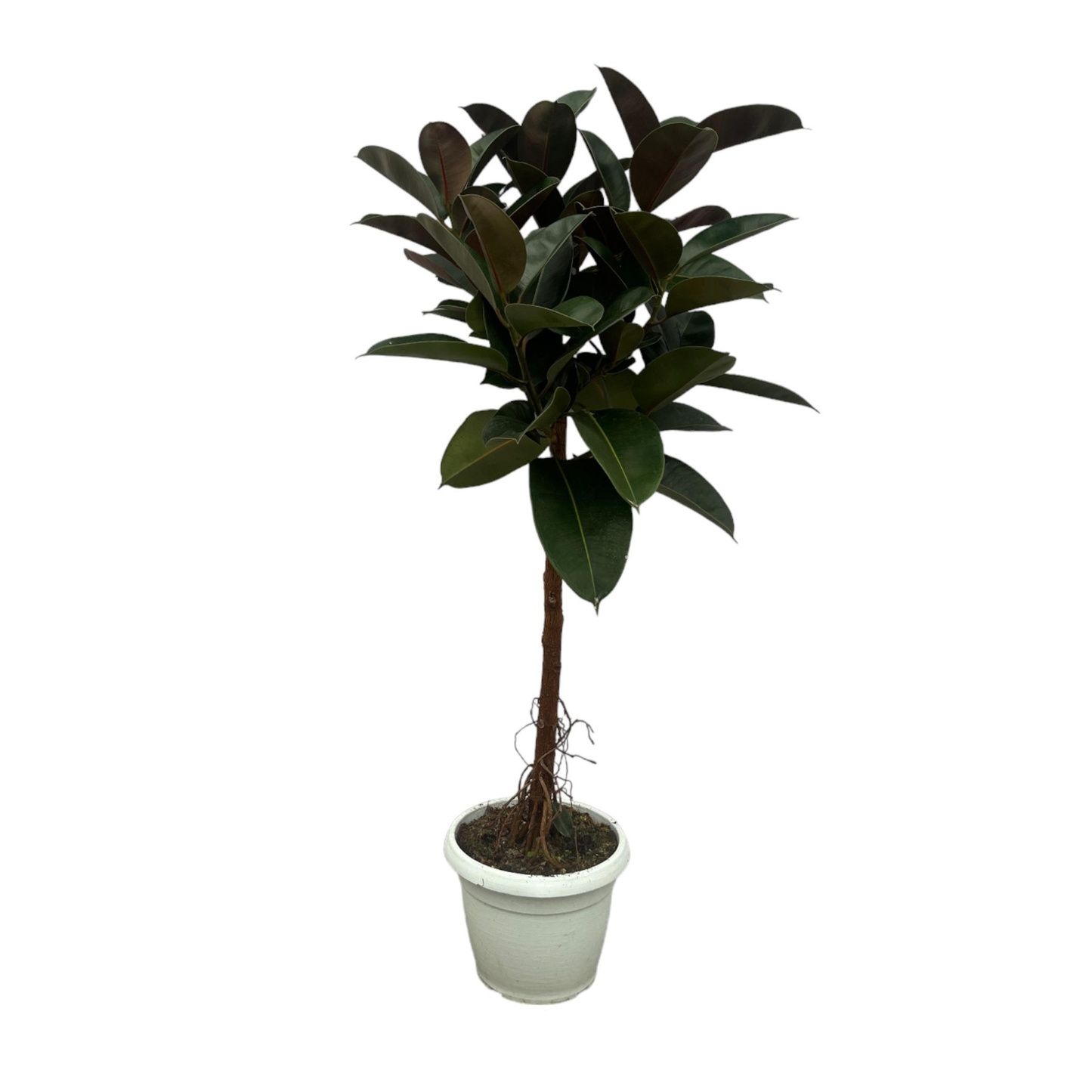 Ficus Elastica Robusta - "Gummibaum Robusta" - ⭥130cm