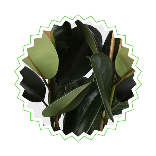 Ficus Elastica Robusta - "Gummibaum" - ⭥140cm