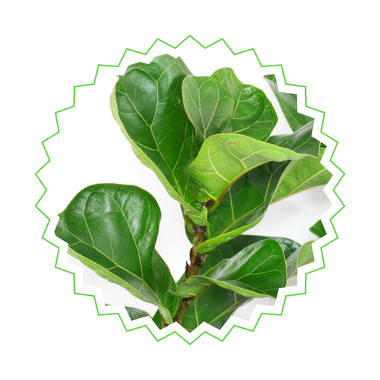 Ficus Lyrata Strauch - "Geigen-Feige" - ⭥80cm