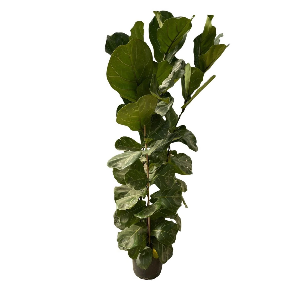 Ficus Lyrata - "Geigen-Feige" - ⭥170cm