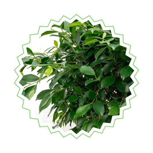 Ficus Nitida - "Indische Lorbeer-Feige" - ⭥150cm