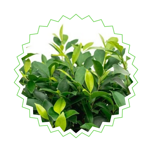 Ficus Nitida mit geflochtenem Stamm - "Indische Lorbeerfeige" - ⭥100cm