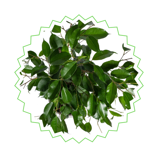 Ficus Benjamina Exotica - "Birkenfeige" - ⭥70cm