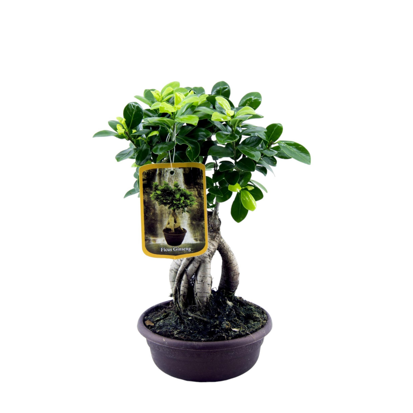 Ficus Microcarpa Ginseng - "Ginseng Feigenbaum" - ⭥30cm