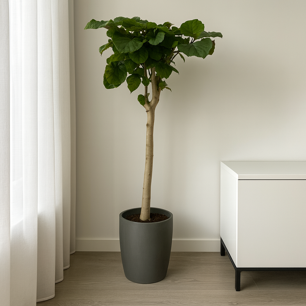 Ficus Umbellata - "Afrikanische Feige" - ⭥180cm