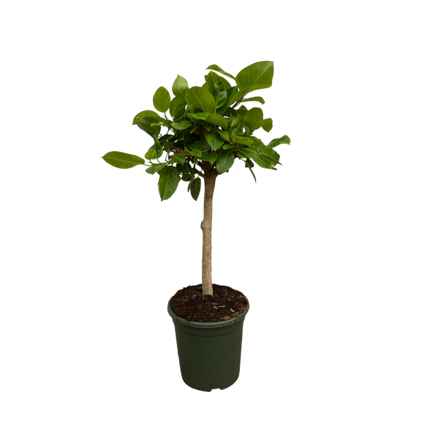 Ficus Altissima Variegata - ⭥100cm