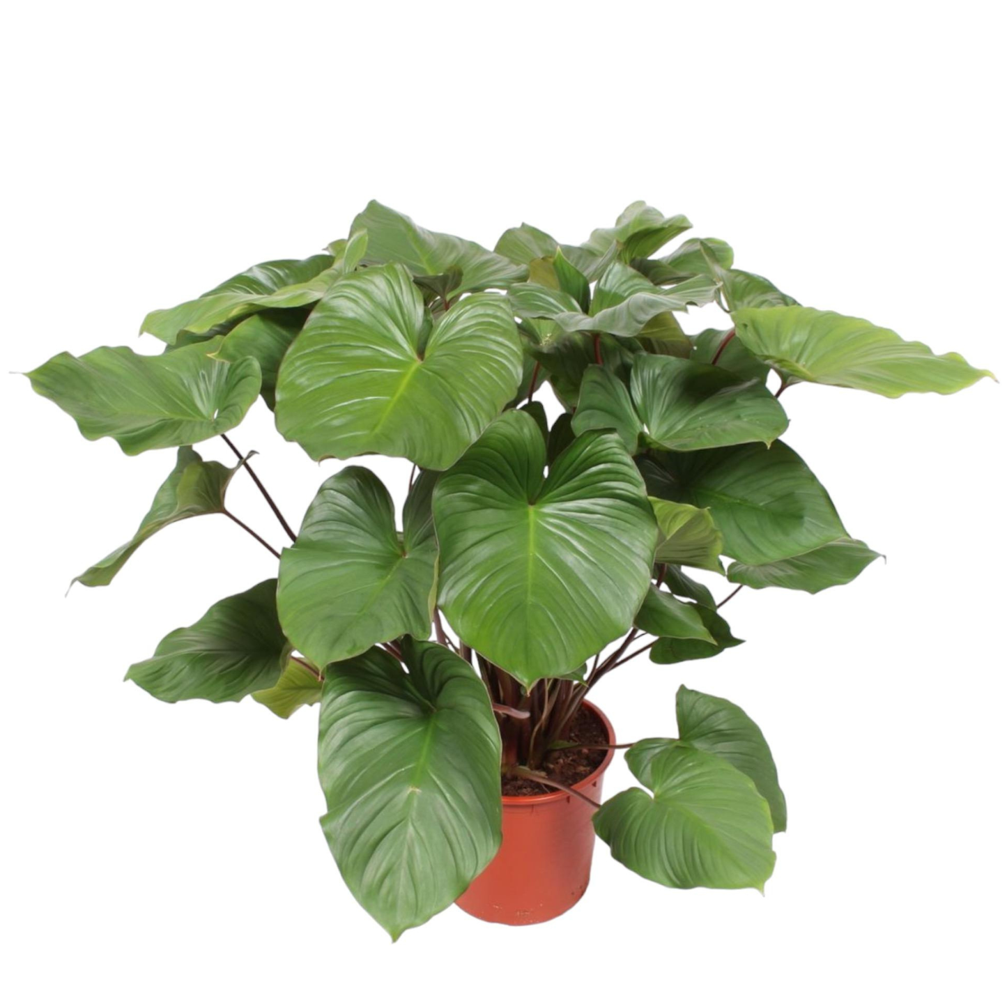 Homalomena Rubescens Maggy - ⭥100cm