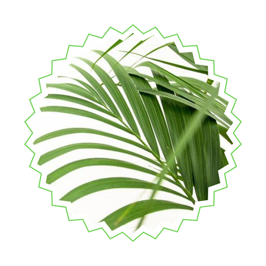 Howea Forsteriana - "Kentia Palme" - ⭥200cm