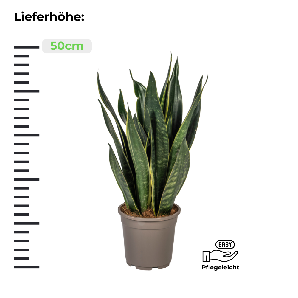 Sansevieria Trifasciata "Futura Black" - Bogenhanf